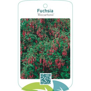 Fuchsia ‘Riccartonii’