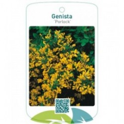 Genista ‘Porlock’
