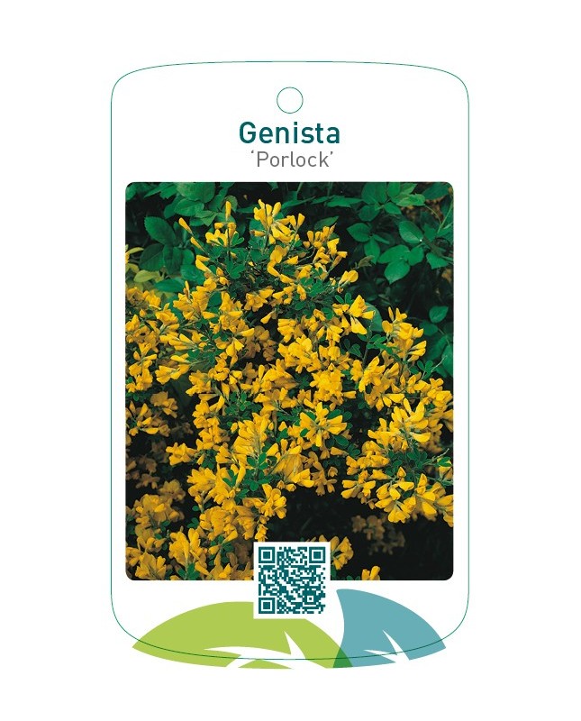 Genista ‘Porlock’