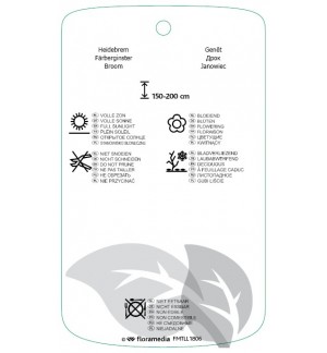 Etichette di Genista ‘Porlock’ *