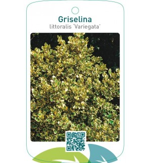 Griselina littoralis ‘Variegata’