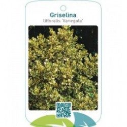 Griselina littoralis ‘Variegata’