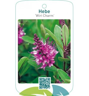 Hebe ‘Wiri Charm’