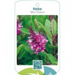 Hebe ‘Wiri Charm’