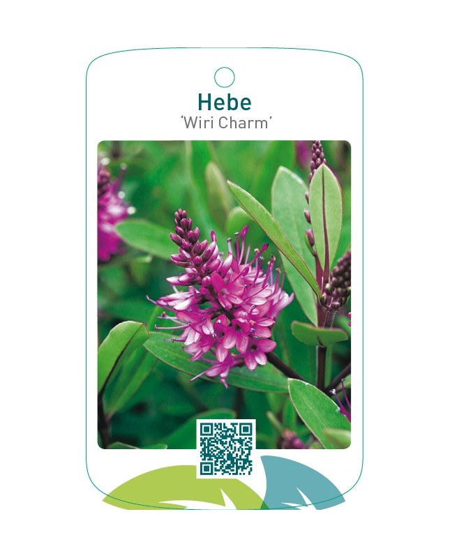 Hebe ‘Wiri Charm’