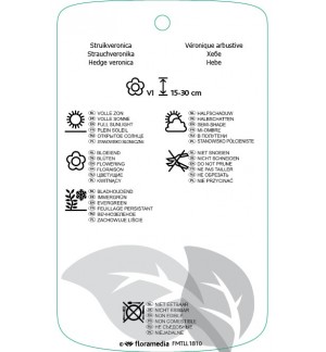 Etichette di Hebe ‘Wiri Charm’ *