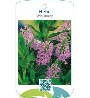 Hebe ‘Wiri Image’