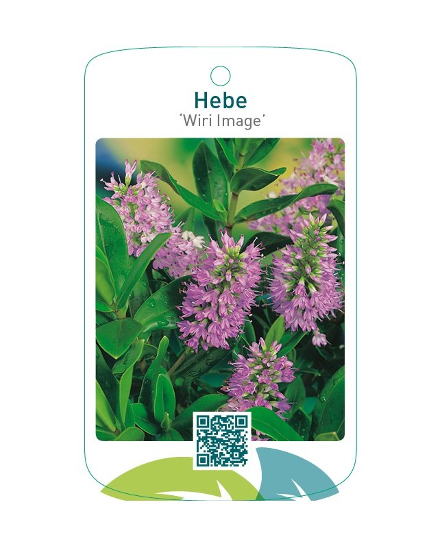 Hebe ‘Wiri Image’