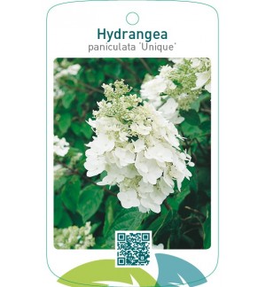 Hydrangea paniculata ‘Unique’