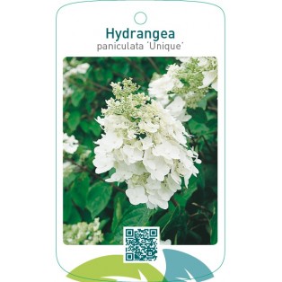 Hydrangea paniculata ‘Unique’