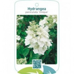 Hydrangea paniculata ‘Unique’