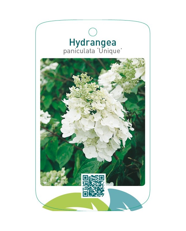 Hydrangea paniculata ‘Unique’
