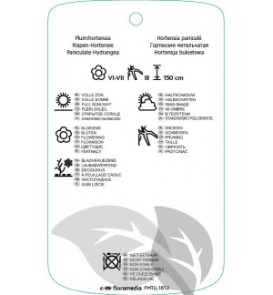 Etichette di Hydrangea paniculata ‘Unique’ *