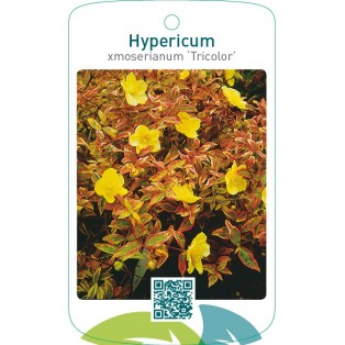 Hypericum xmoserianum ‘Tricolor’