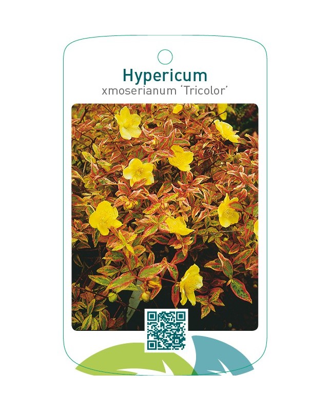 Hypericum xmoserianum ‘Tricolor’