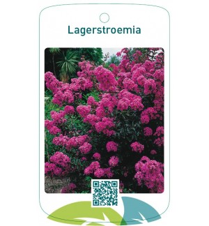 Lagerstroemia  paars