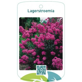 Lagerstroemia  paars