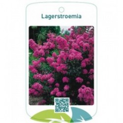 Lagerstroemia  paars