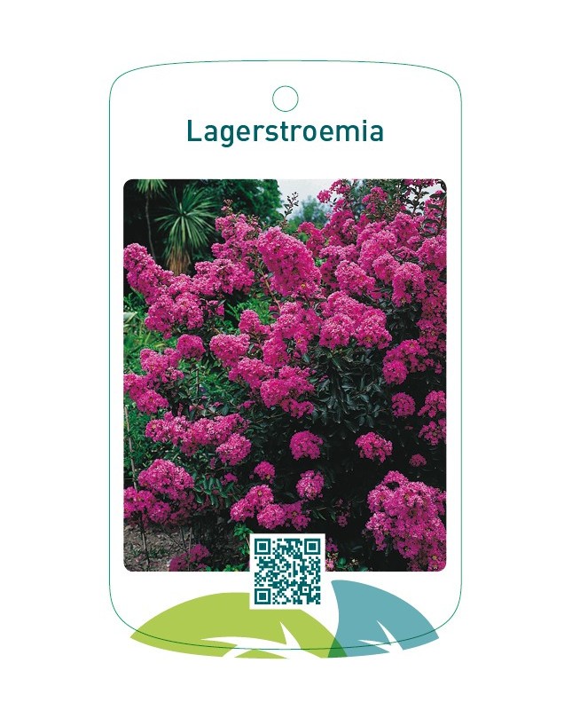 Lagerstroemia  paars