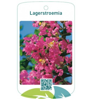 Lagerstroemia roze