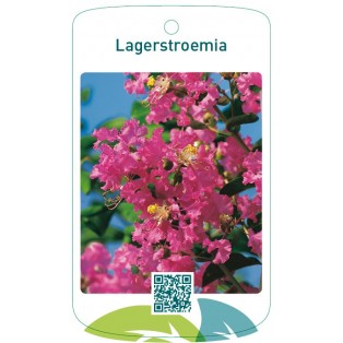 Lagerstroemia roze