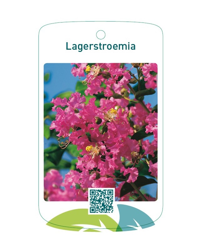 Lagerstroemia roze