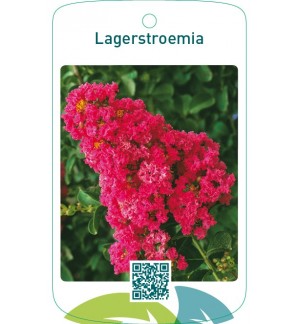 Lagerstroemia  donkerroze