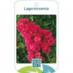 Lagerstroemia  donkerroze