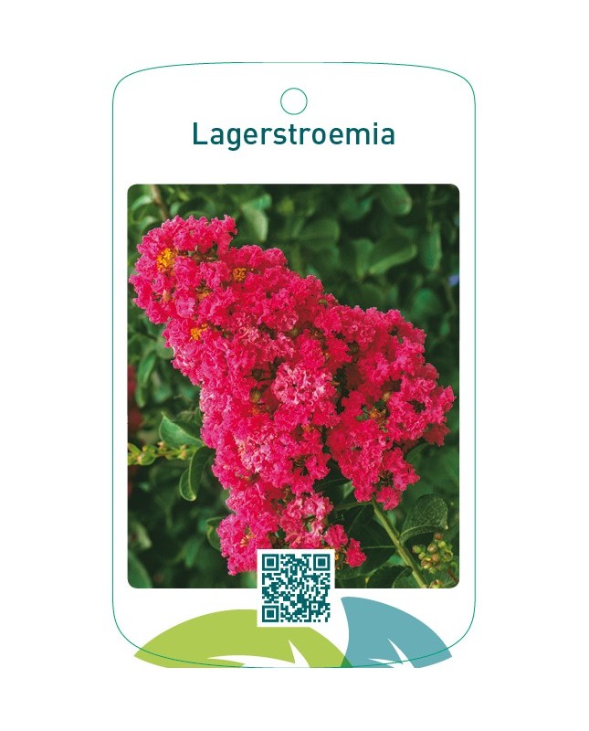 Lagerstroemia  donkerroze