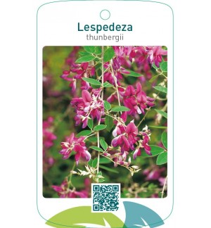 Lespedeza thumbergii