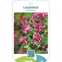 Lespedeza thumbergii