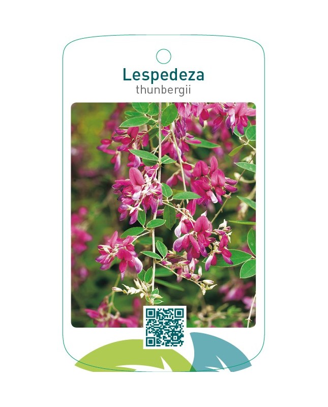 Lespedeza thumbergii