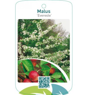 Malus ‘Evereste’
