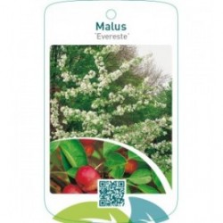 Malus ‘Evereste’