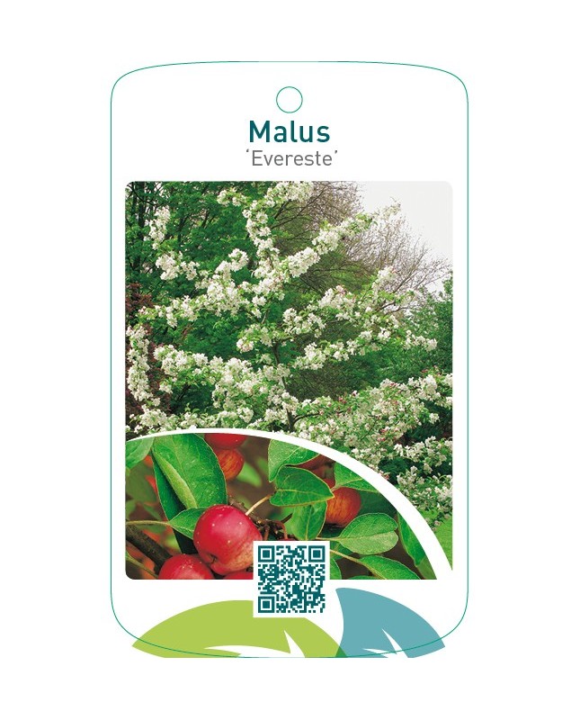 Malus ‘Evereste’