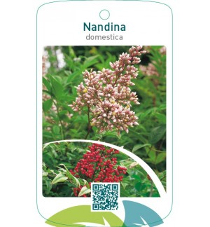 Nandina domestica