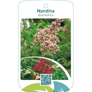 Nandina domestica