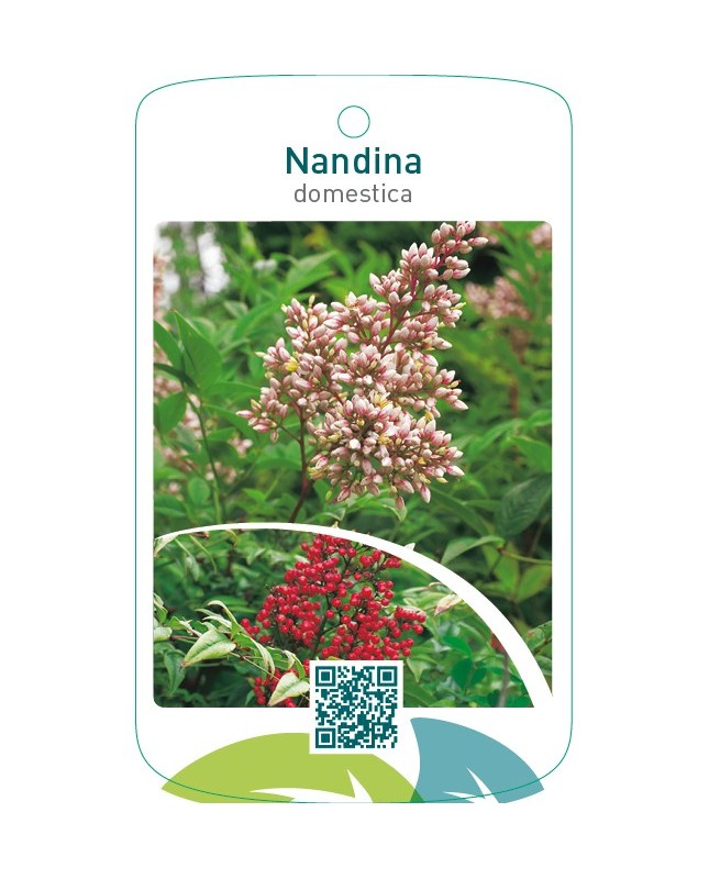 Nandina domestica