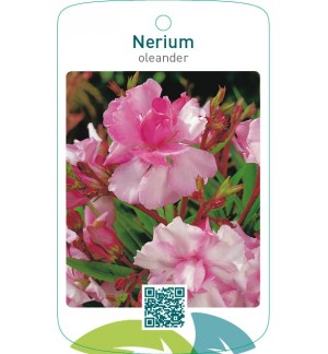 Nerium oleander dubbel roze