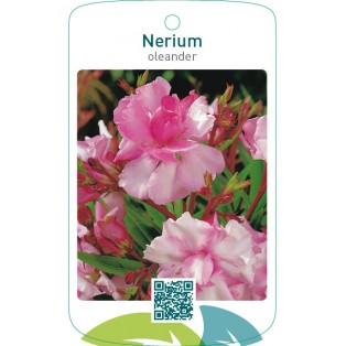 Nerium oleander dubbel roze