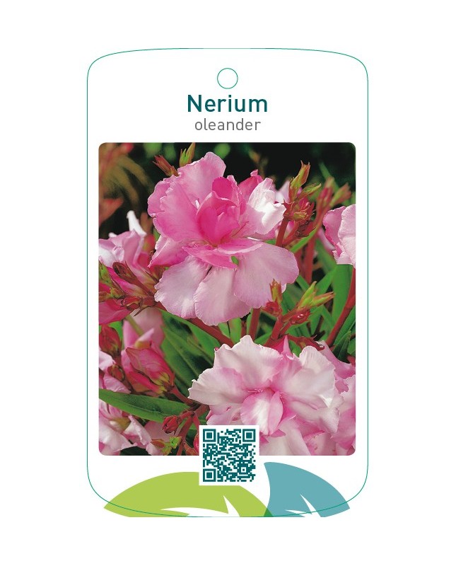 Nerium oleander dubbel roze