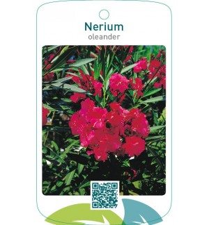 Nerium oleander dubbel rood
