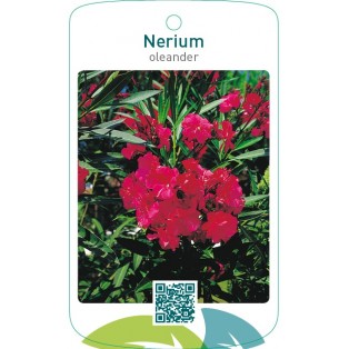 Nerium oleander dubbel rood