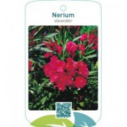 Nerium oleander dubbel rood