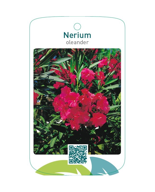 Nerium oleander dubbel rood