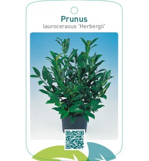 Prunus laurocerasus ‘Herbergii’