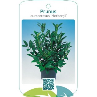 Prunus laurocerasus ‘Herbergii’