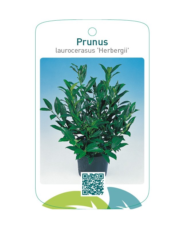 Prunus laurocerasus ‘Herbergii’