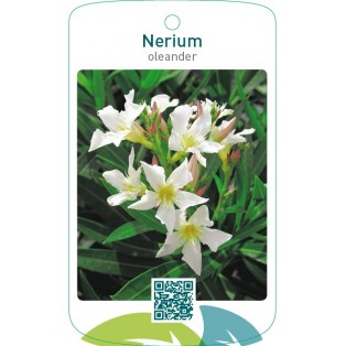 Nerium oleander enkel wit