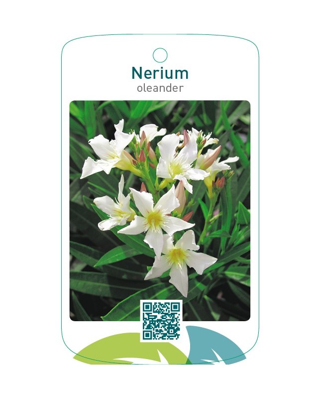 Nerium oleander enkel wit